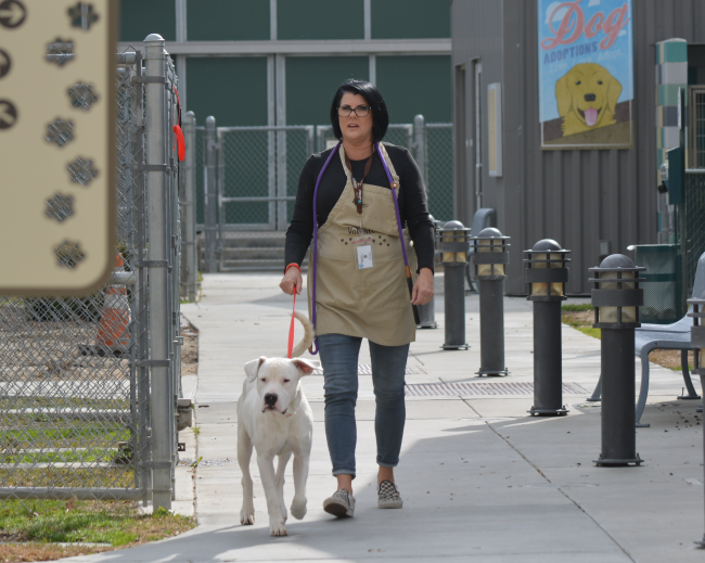 Volunteer Walking a white pit bull mix dog