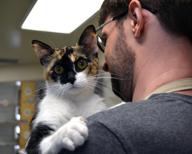 Volunteer Holding Calico Cat