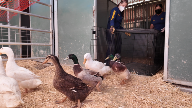 ducks