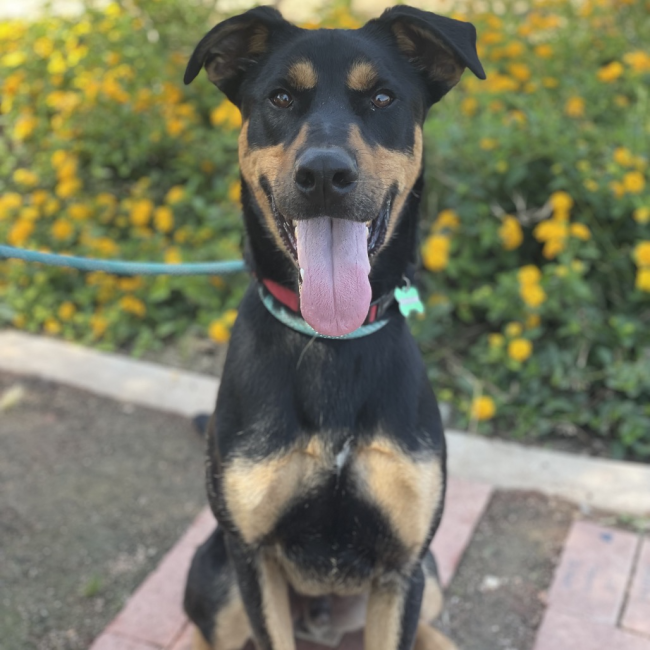 dog