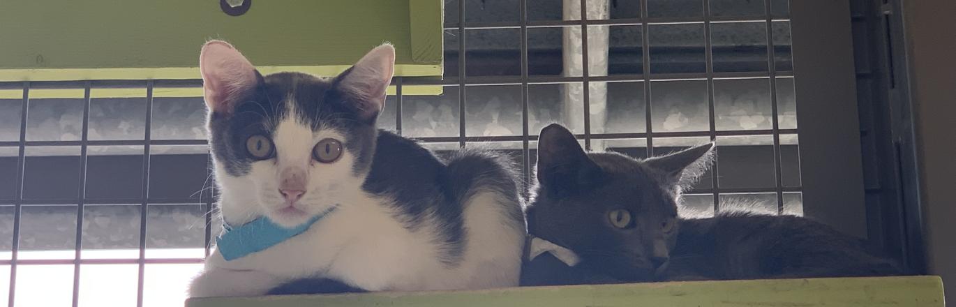 Black and White Cat and Grey Cat Sitting on Top of Green Wooden Shelf in Animal Services' Kennel.