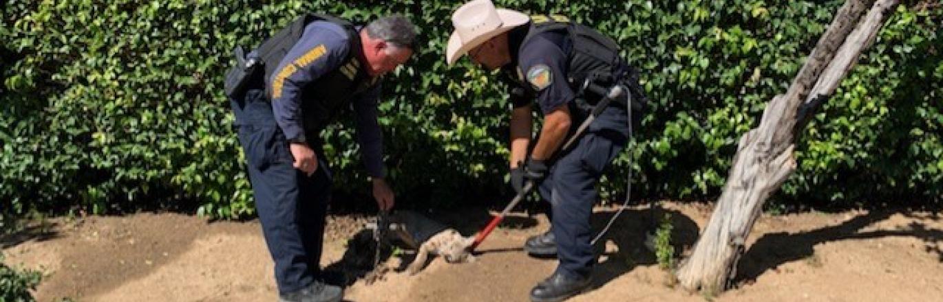 Two animal control officers attend to wounded bobcat trapped in a steel jaw trap