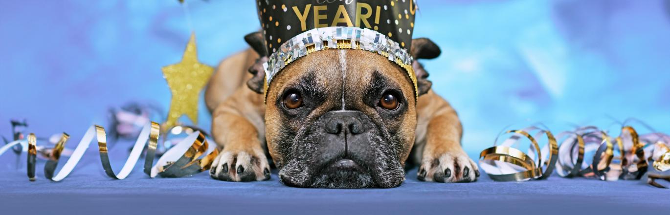 French bulldog wearing a new year's party hat. Dog is laying down with a sad expression on its face. Streamers and other decorations are in the background.