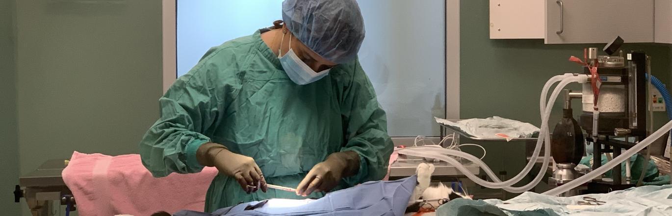Veterinary Surgeon performs spay/neuter surgery on a cat in an operating room at the San Jacinto Valley Animal Campus