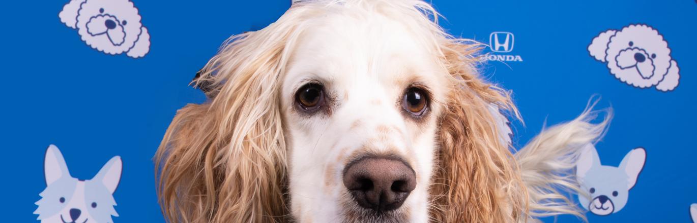 Cream colored cocker spaniel dog standing against a blue backdrop. Backdrop has cartoon images of dogs, cats, and the Honda logo on it.