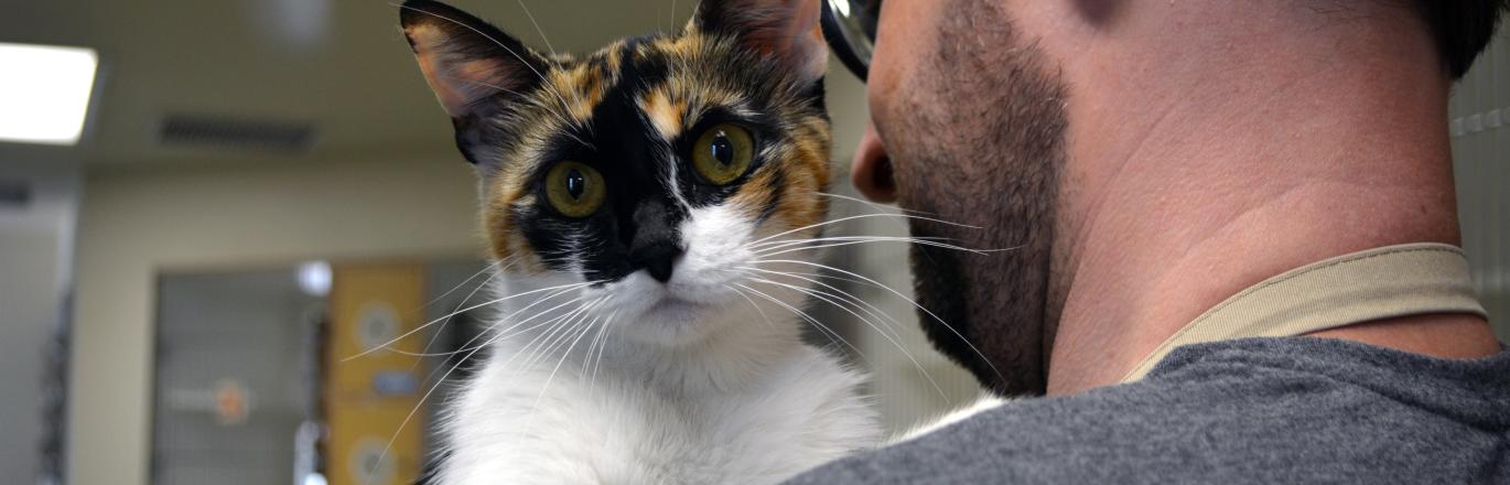 Volunteer Holding Calico Cat
