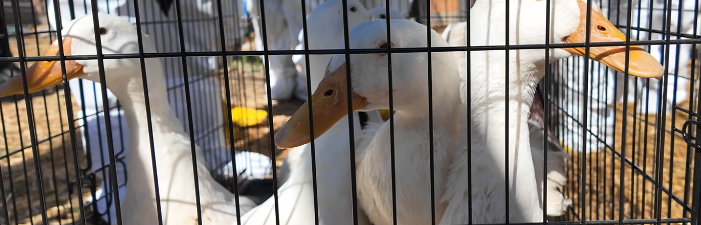 ducks