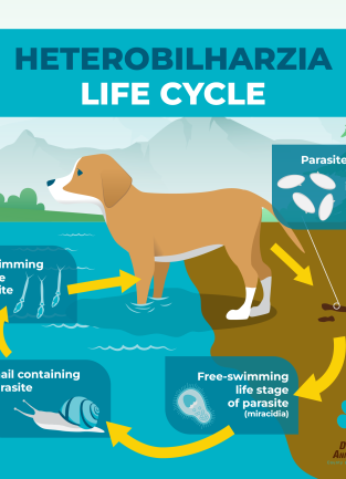 Infographic detailing the life cycle of Heterobilharzia. Graphic contains an illustration of a brown dog standing at the edge of a lake. 