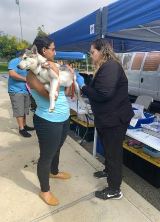 Veterinary technician vaccinating a husky puppy that is being held by its owner