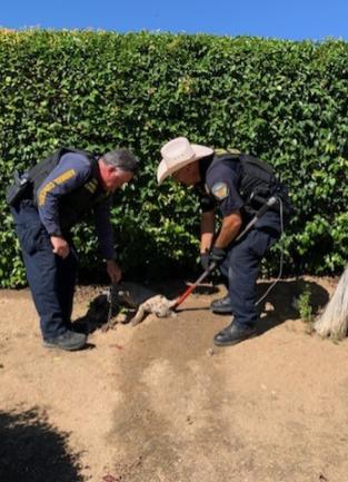 Two animal control officers attend to wounded bobcat trapped in a steel jaw trap