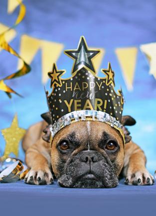 French bulldog wearing a new year's party hat. Dog is laying down with a sad expression on its face. Streamers and other decorations are in the background.