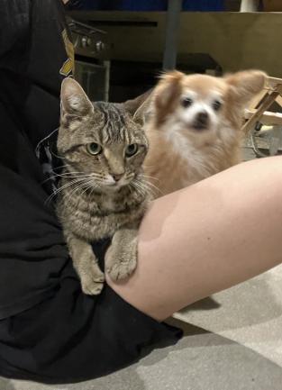 Grey striped cat and small tan and white long-haired chihuahua sit on a young woman's lap.