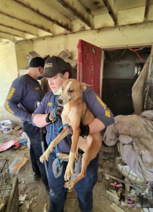 Animal Control Officer carrying brown dog out of hoarding house. Other officers are in the background and trash and other debris are piled around the area.