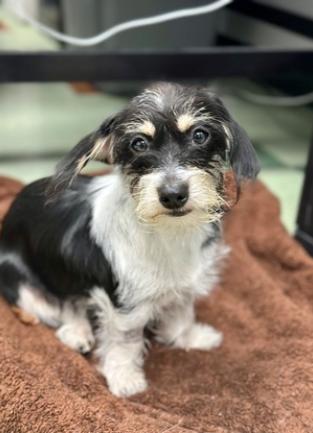 Small black and white terrier dog. The dog, whose name is Oreo, appears to have suffered a fracture to the left hind leg.