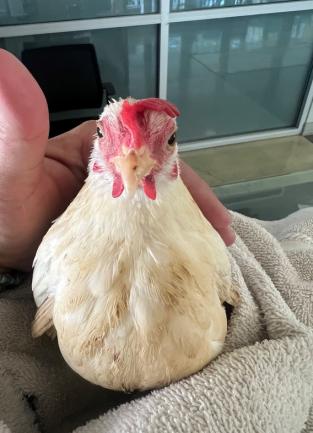 A picture of a rooster