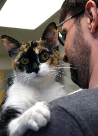Volunteer Holding Calico Cat