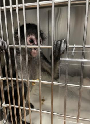 Monkey impounded at the Coachella Valley Animal Campus