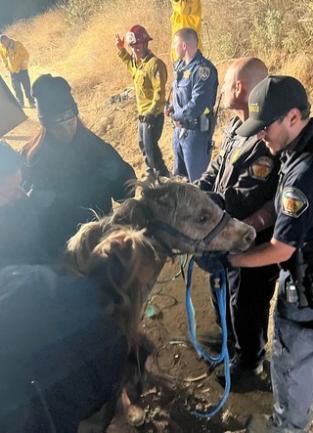 Animal Services Officers rescuing horse from well