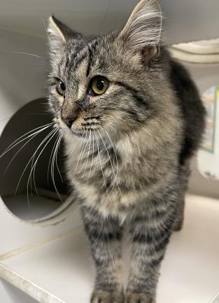 Cat Tabby