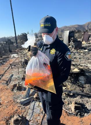 An animal control officer rescues a koi fish during the Los Angeles Fire Emergency Response.