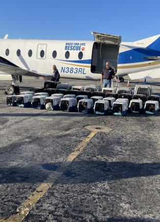 42 Dog Board Flight To Find Adopters