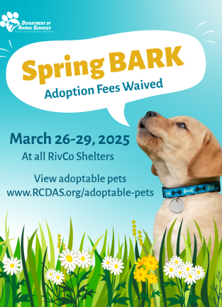 Flyer for Spring Bark Free Adoption Promotion