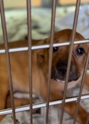 Puppy in kennel
