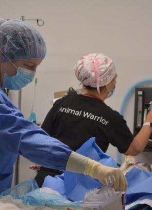Two Surgeons perform a spay neuter procedure on a dog. 