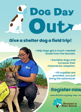 Dog Day Out Launch Graphic