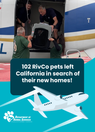 102 Pets Transported