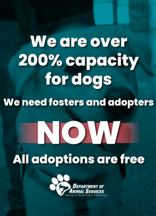 Call for fosters and adopters 11-2025