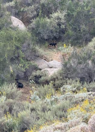 two dogs that look like a german shepherd and a mastiff sitting in desert bushes looking towards the camera