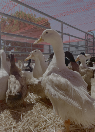 ducks