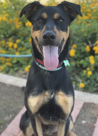 dog
