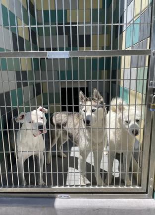 dogs